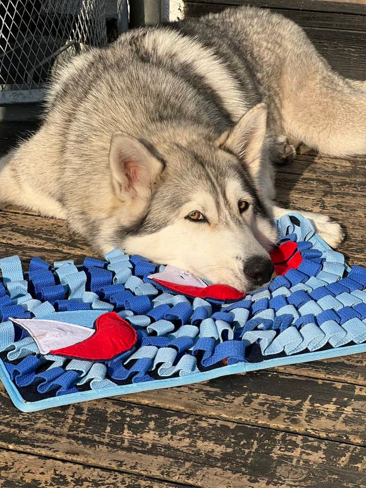 hund på snuse tæppe 