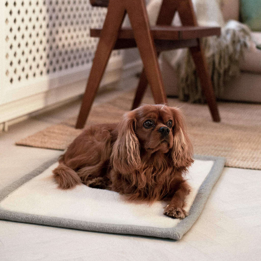 Hund på hundetæppe