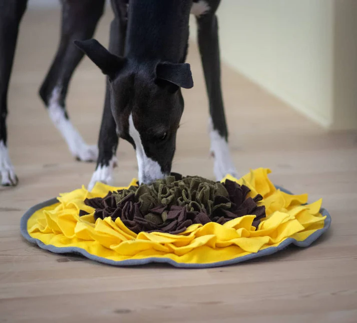 De bedste snusemåtter til hunde 2025